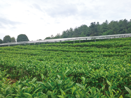 实验项目调研：茶、光伏和最优解AG真人游戏华能贵州茶光互补(图2)