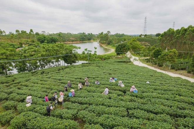 茶加工技术团体标准发布AG真人游戏廉江红乌龙(图1)