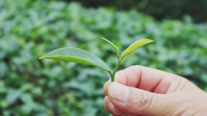 茶加工技术团体标准发布AG真人游戏廉江红乌龙(图3)