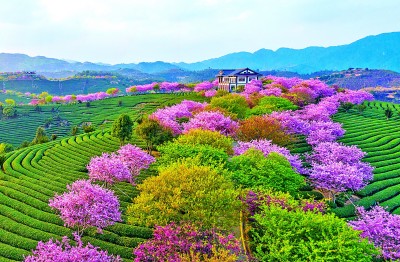 茶缘连山海 茗香飘两岸AG真人九游会登录网址(图4)