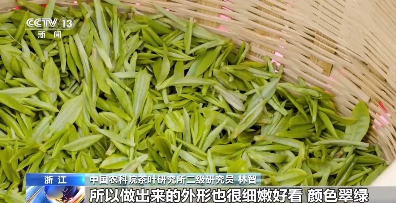 峰期 “明前茶”集中上市有何特点AG真人网站绿茶生产交易进入高(图3)