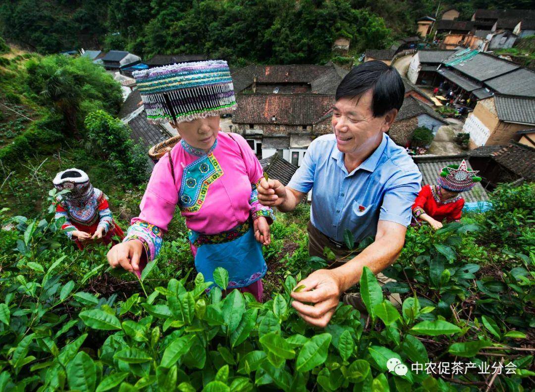 ：唐诗之路、佛教之旅、茶道之源亚游ag电玩多彩茶乡丨浙江新昌(图2)